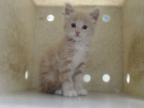 A551201 - Domestic Long Hair available for adoption