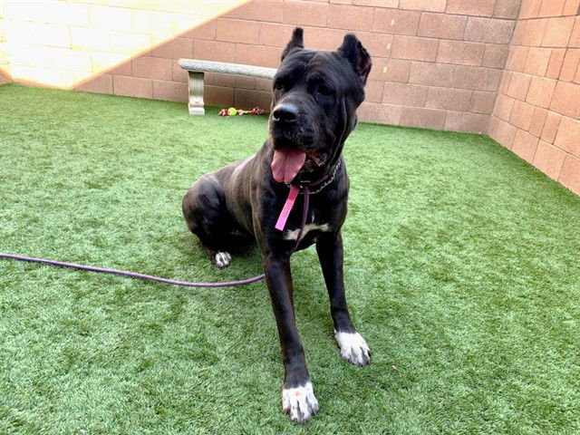 GILLY - Cane Corso Mastiff available for adoption
