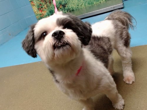 KEMET - Maltese / Shih Tzu available for adoption
