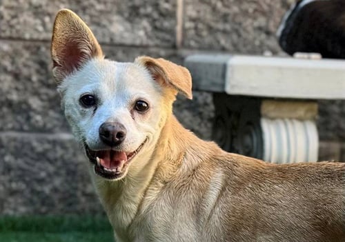 AUSTRA - Chihuahua available for adoption