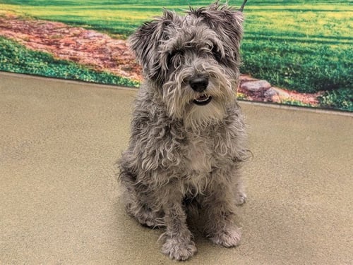 A549906 - Miniature Schnauzer / Poodle (Miniature) available for adoption