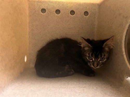 A553886 - Domestic Short Hair for adoption in Moreno Valley