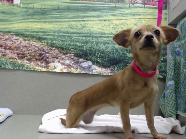 TRES LECHES - Chihuahua available for adoption