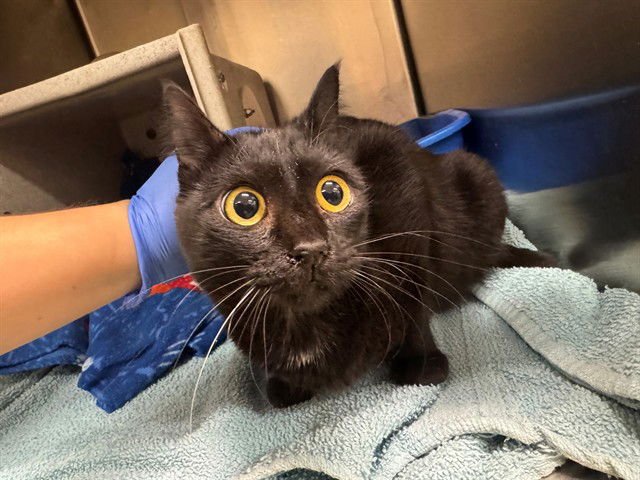 A548580 - Domestic Short Hair available for adoption