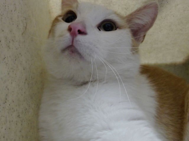 A549532 - Domestic Short Hair available for adoption