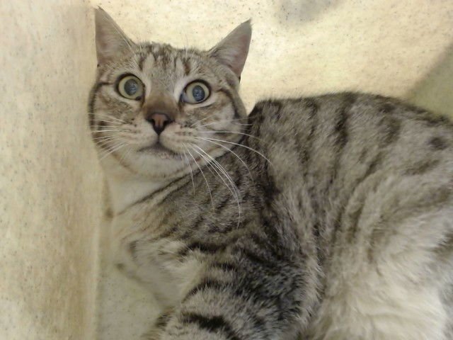 A549627 - Domestic Short Hair available for adoption