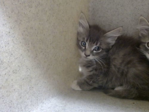 A552242 - Domestic Long Hair available for adoption