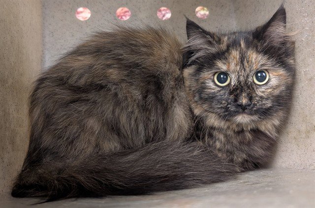 A549237 - Domestic Medium Hair available for adoption