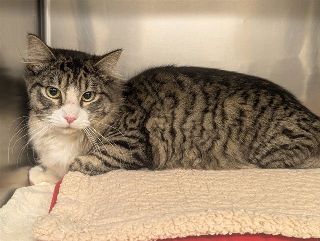 A548559 - Domestic Long Hair available for adoption