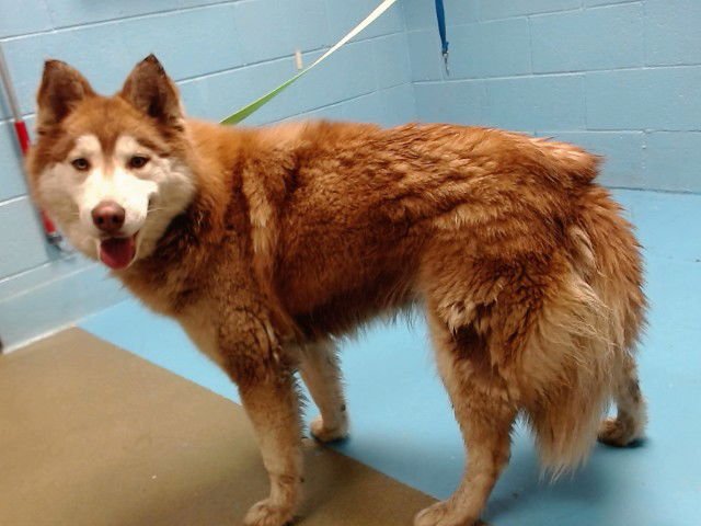 MADONA - Siberian Husky available for adoption