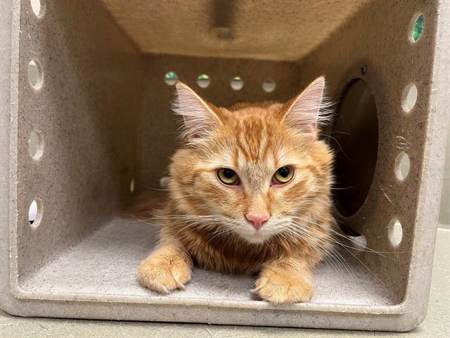 FLAP JACK - Domestic Long Hair available for adoption