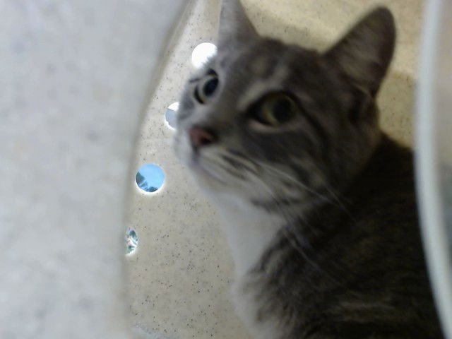 A549399 - Domestic Short Hair available for adoption