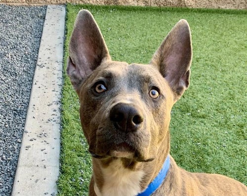 RUFF - Pit Bull Terrier available for adoption