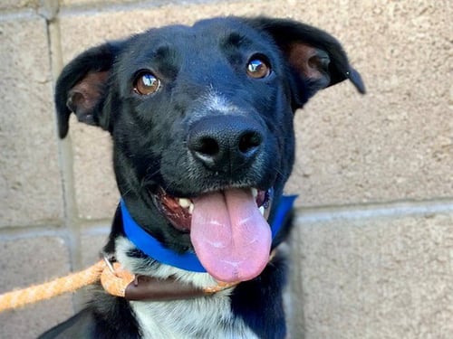 CLARK - German Shepherd Dog available for adoption