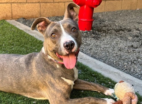 XENIA - Pit Bull Terrier available for adoption