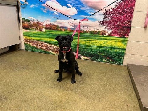 A554197 - Pug available for adoption