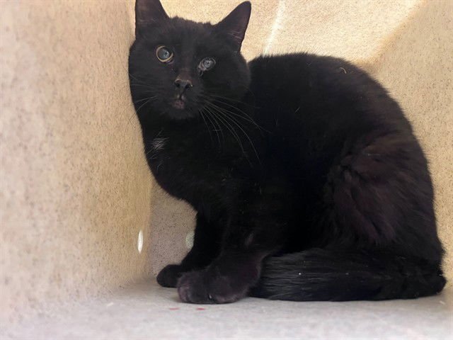 A548693 - Domestic Short Hair available for adoption