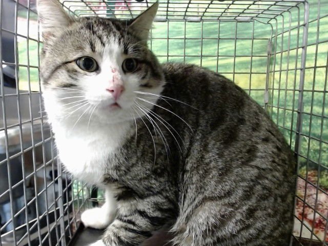 A548271 - Domestic Short Hair available for adoption