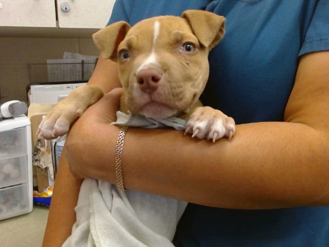 CHAMP - Pit Bull Terrier available for adoption