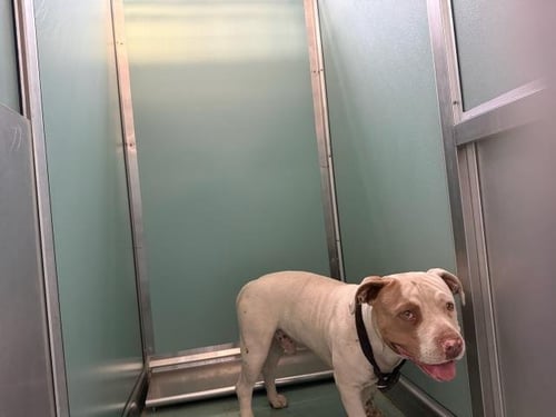 FACE - Pit Bull Terrier available for adoption