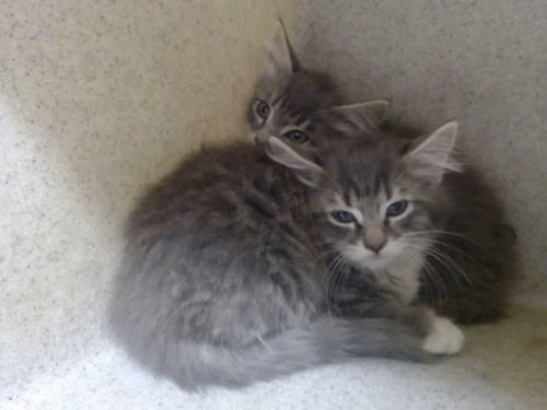 A552241 - Domestic Long Hair available for adoption