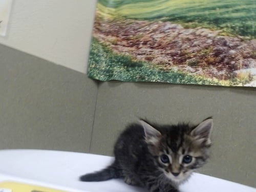 A554266 - Domestic Long Hair available for adoption