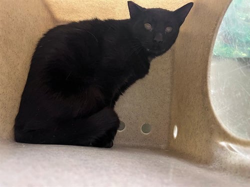 A552360 - Domestic Short Hair available for adoption
