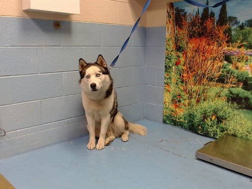 BLUE - Siberian Husky available for adoption