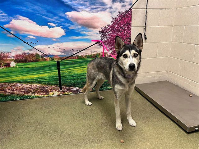 VIOLET - Siberian Husky available for adoption