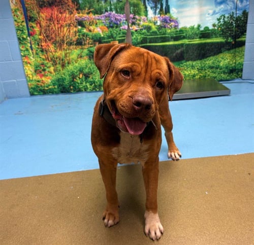 A549813 - Mastiff available for adoption