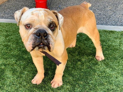 BANGLES - Bulldog available for adoption
