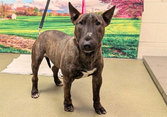 ROMIE - Bull Terrier available for adoption