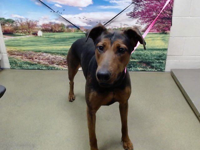 PAULA - Doberman Pinscher available for adoption