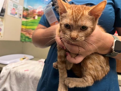 A553888 - Domestic Short Hair for adoption in Moreno Valley