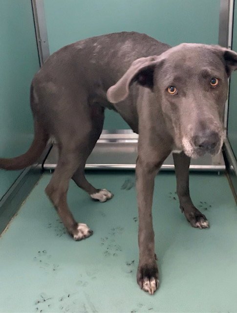 EMERY - Great Dane available for adoption