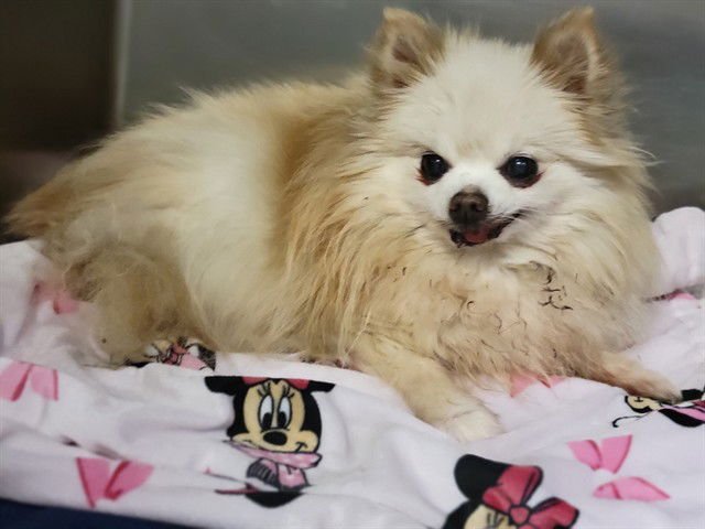 A548643 - Pomeranian available for adoption
