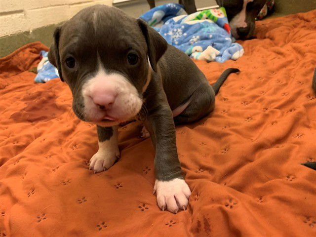 KRINGLE - Pit Bull Terrier available for adoption