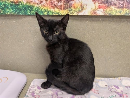 A551933 - Domestic Short Hair available for adoption