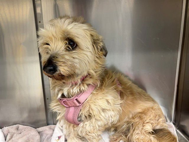 A548789 - Terrier available for adoption