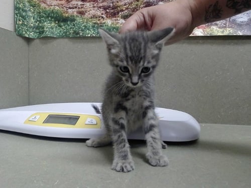 A554273 - Domestic Medium Hair available for adoption