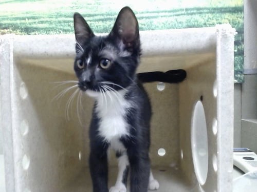 A552560 - Domestic Short Hair available for adoption