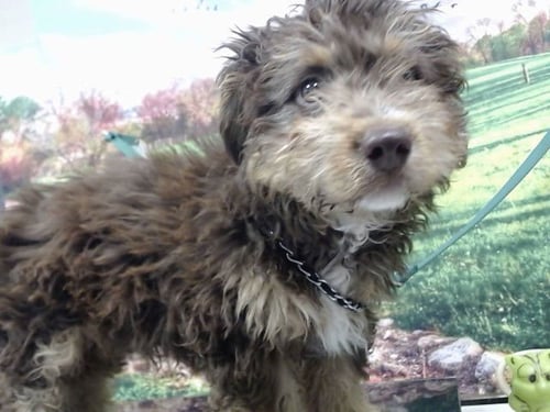 MARTY - Poodle (Miniature) available for adoption