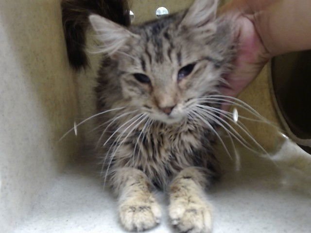 A548571 - Domestic Medium Hair available for adoption
