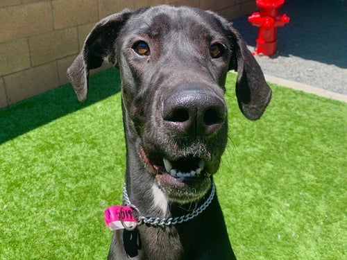 DELTA - Great Dane available for adoption