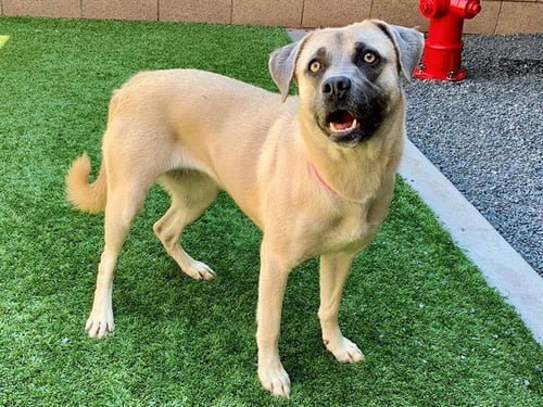 LESLIE - Anatolian Shepherd / Labrador Retriever available for adoption