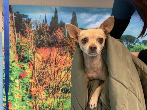 A549894 - Chihuahua available for adoption