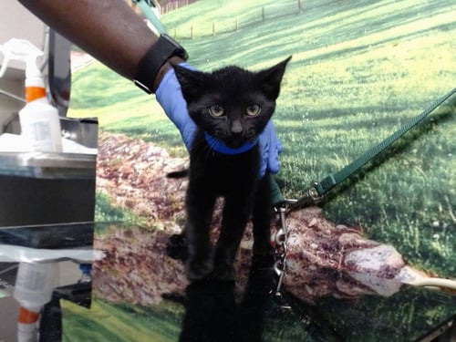 A552527 - Domestic Short Hair available for adoption