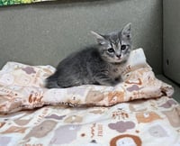 A551094 - Photo 1