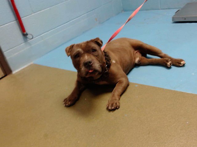 COFFEE - Pit Bull Terrier available for adoption