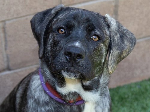 LEONARDO - Mastiff available for adoption